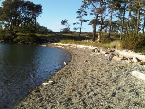Chatham Island